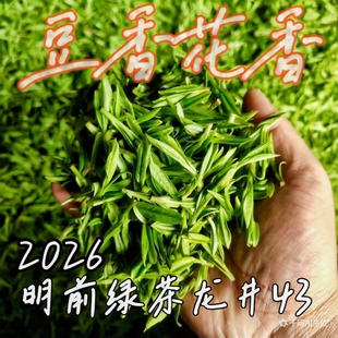 高山绿茶 2026年新茶 农家自产 杭州富阳明前龙井茶叶 春茶老茶树