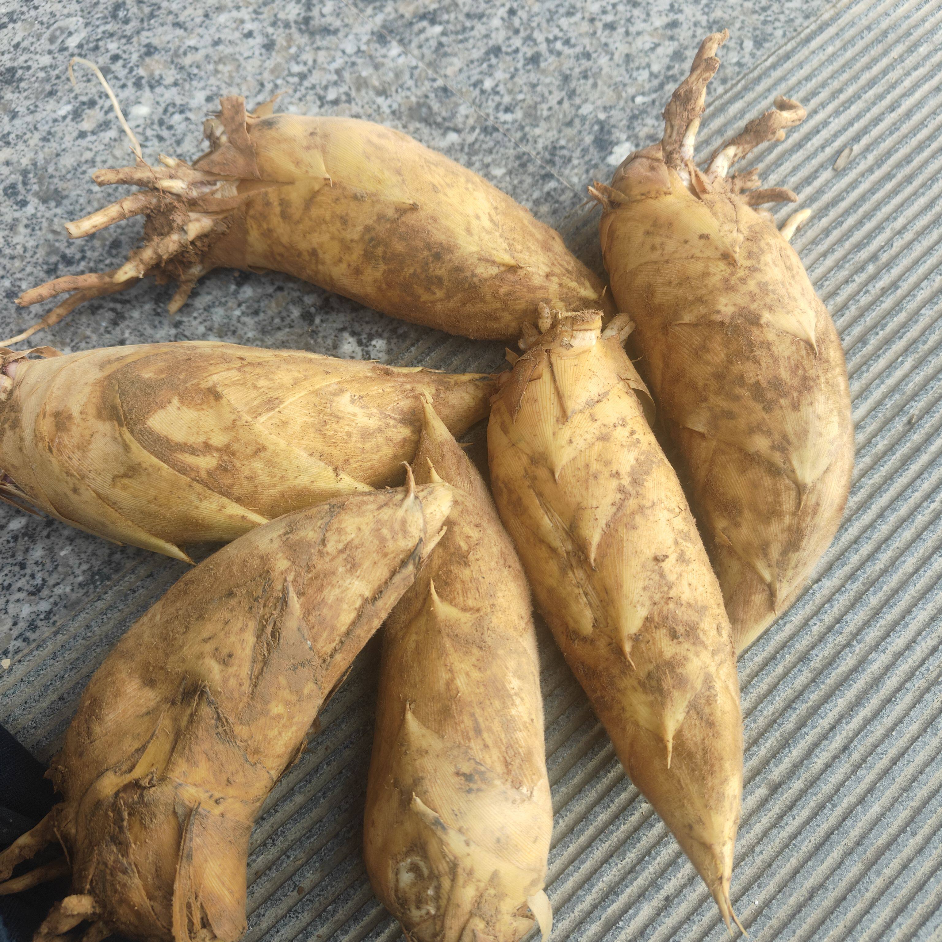 顺丰 两头尖冬笋 野生新鲜冬笋竹笋现挖现发浙江毛竹笋黄泥拱楠竹