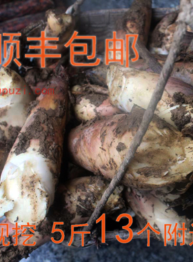 大笋5斤 顺丰富阳春笋新鲜临安天目山腌笃鲜野嫩矮胖甜雷竹笋现挖