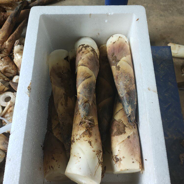精选自然生长黄泥春笋 早园春笋 雷笋露天笋杭州富阳高山白哺鸡笋