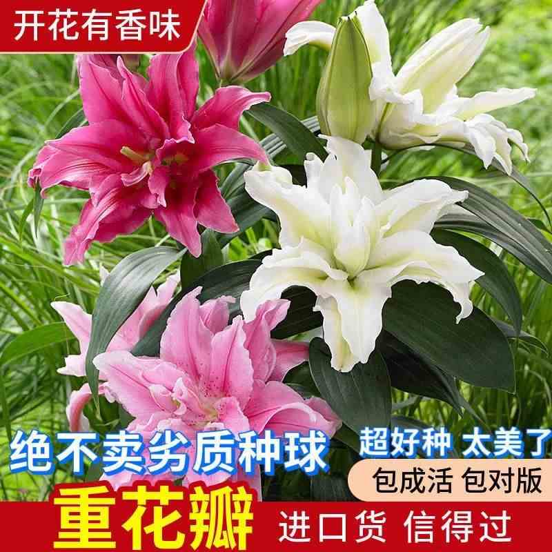 香水百合种球带芽耐寒四季盆栽室内外阳台花卉绿植种子浓香型花苗