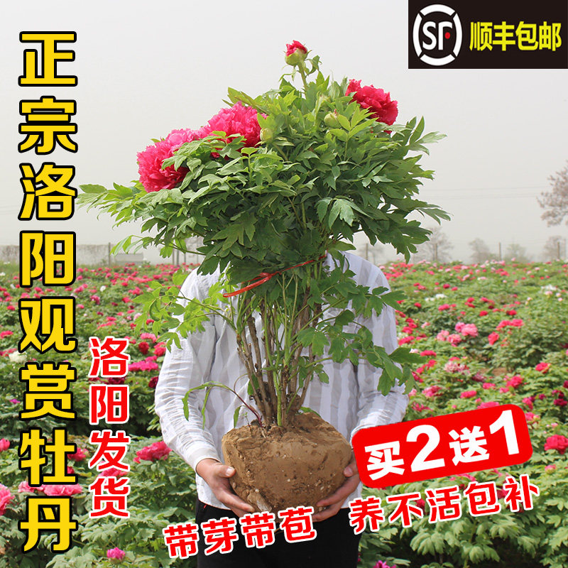 牡丹花苗盆栽洛阳正宗大苗花种缠枝庭院花卉重瓣室内外牡丹花树苗