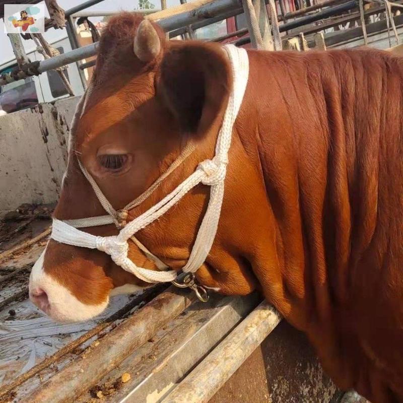 2024新款牛笼头套牛龙套牛龙头牵牛绳小牛犊牛笼头套牛缰绳飞机网