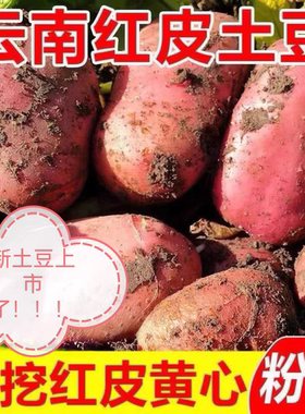 2026年云南新鲜红皮黄心大土豆农家老品种大洋芋