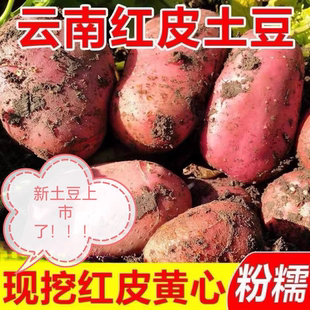 2026年云南新鲜红皮黄心大土豆农家自种老品种大洋芋高原现挖马铃