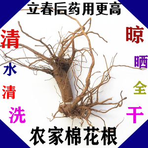 农家棉花根棉花原根过冬棉花的根头可切段中药材棉花根干1斤包邮