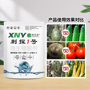 刺探1号枯草芽孢杆菌刺炭炭疽疮痂抑菌治菌专用辣椒肥营养肥