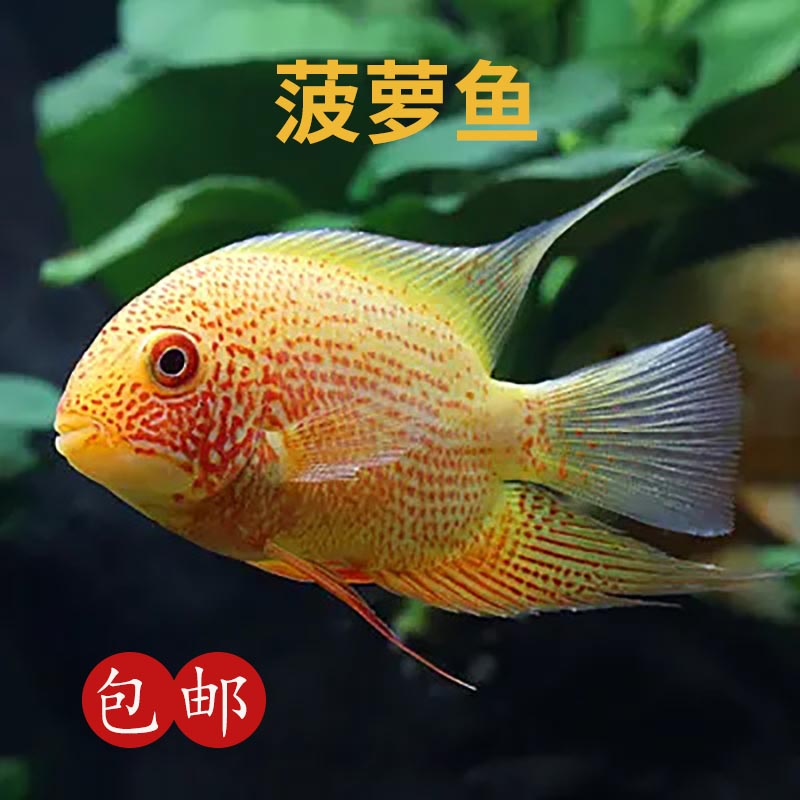 喷点菠萝鱼活体菠萝鱼热带观赏鱼宠物鱼淡水龙鱼配鱼混养红宝石
