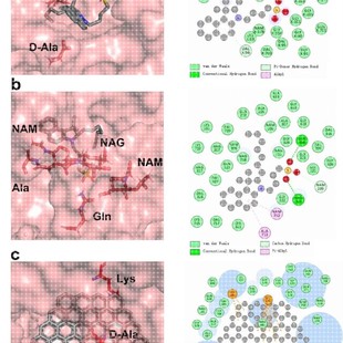 结合自由能计算 分子动力学 靶蛋白位点结合 RMSF分析 RMSD