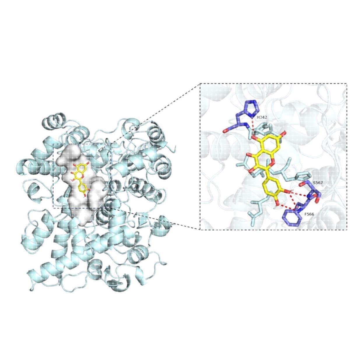 分子对接,结构预测,蛋白改造,动力学模拟,计算机辅助药物设计