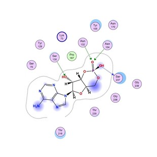 分子对接二维三维可视化作图