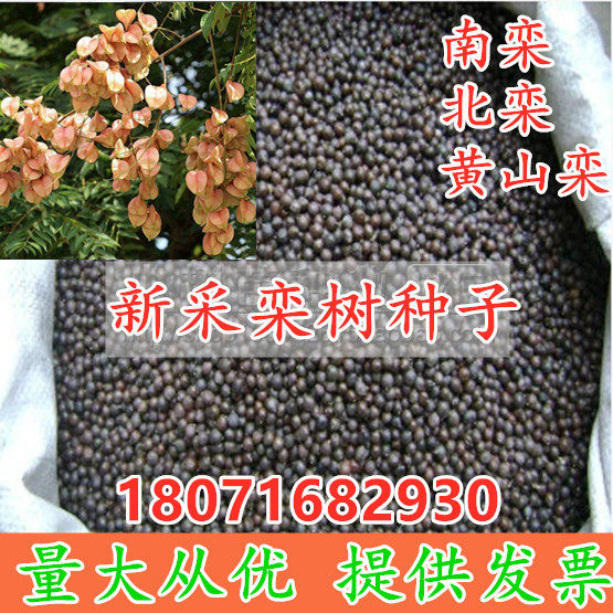 新采栾树种子南栾种子北栾种子黄山栾种子灯笼树种子绿化栾树种籽