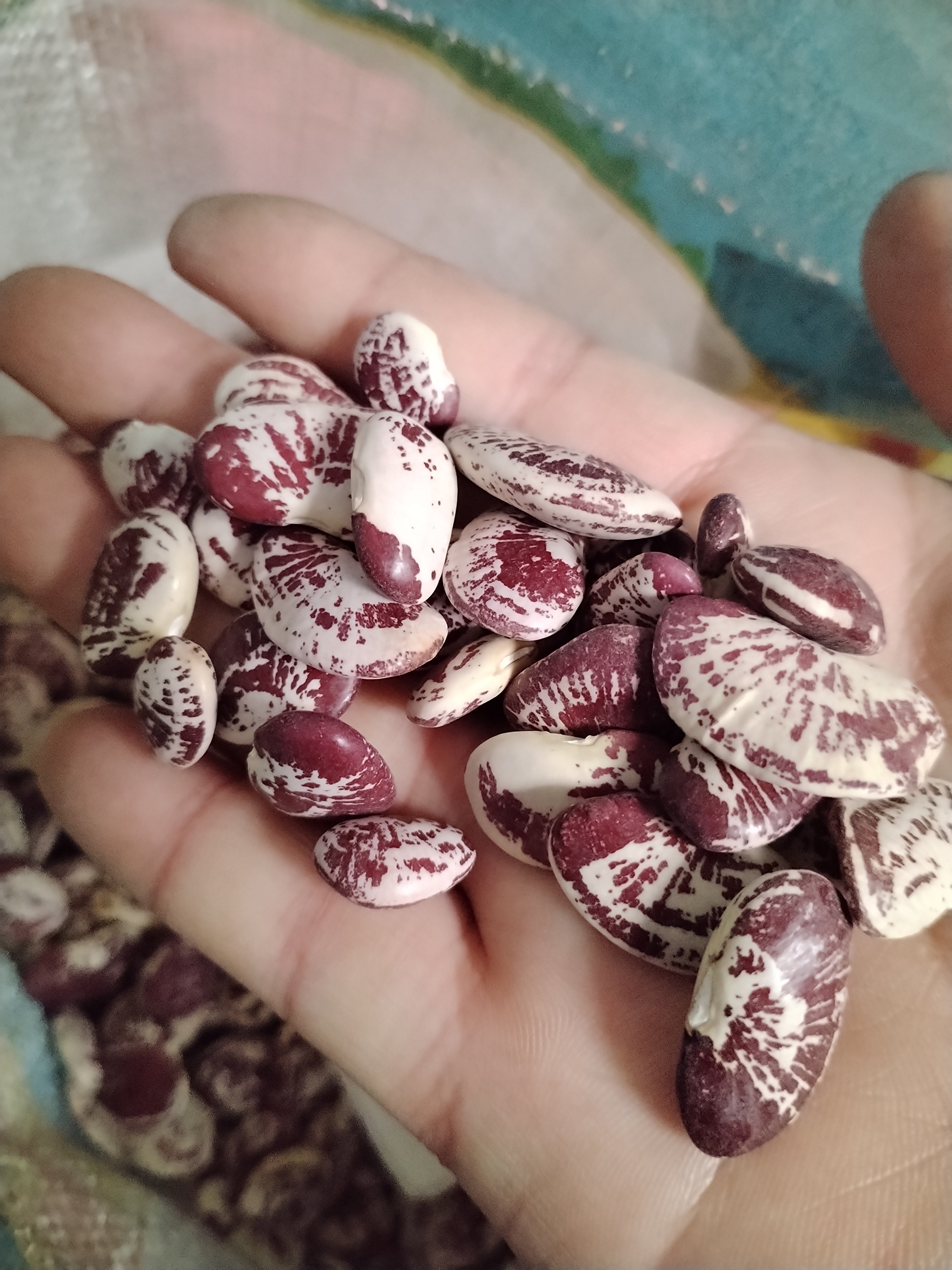 大肾豆种子壮腰豆皇帝豆春夏季富贵豆老虎豆鱼豆苗蔬菜荷包豆种子