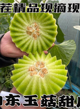 正宗山东玉菇甜瓜自然熟当季新鲜水果整箱包邮蜜瓜香瓜冰淇淋脆甜