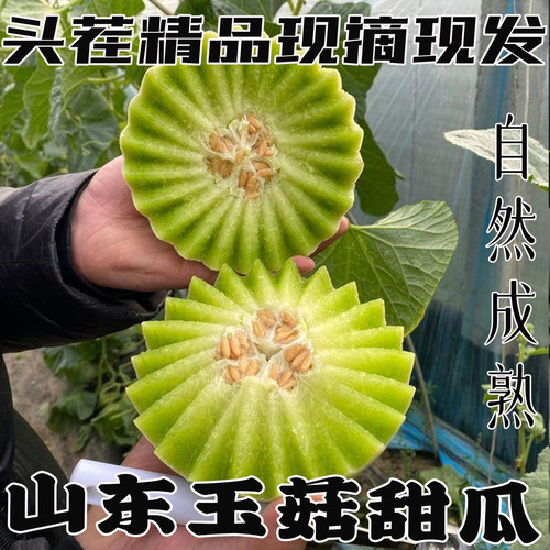 山东玉菇甜瓜自然熟脆甜包邮