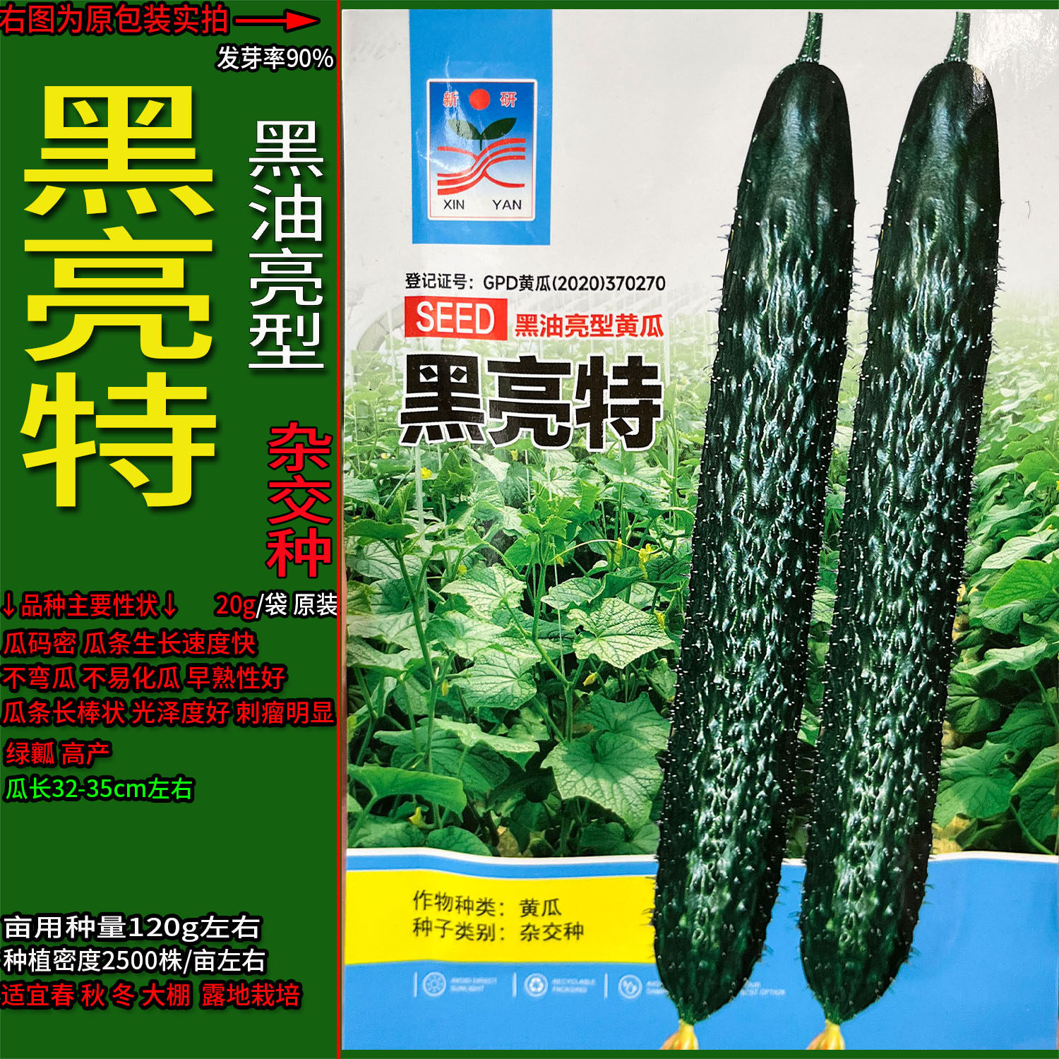 黑特亮黑油亮型黄瓜青黄瓜蔬菜种子孑籽杂交高产胡瓜刺王勤青春秋