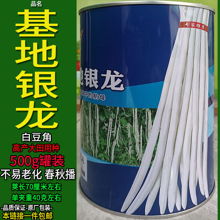 基地银龙白豆角豇豆高产种子孑籽