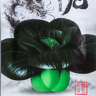 黑龙20g杂交黑大头苏州青四季蔬菜种子孑籽别名上海青油汤勺匙