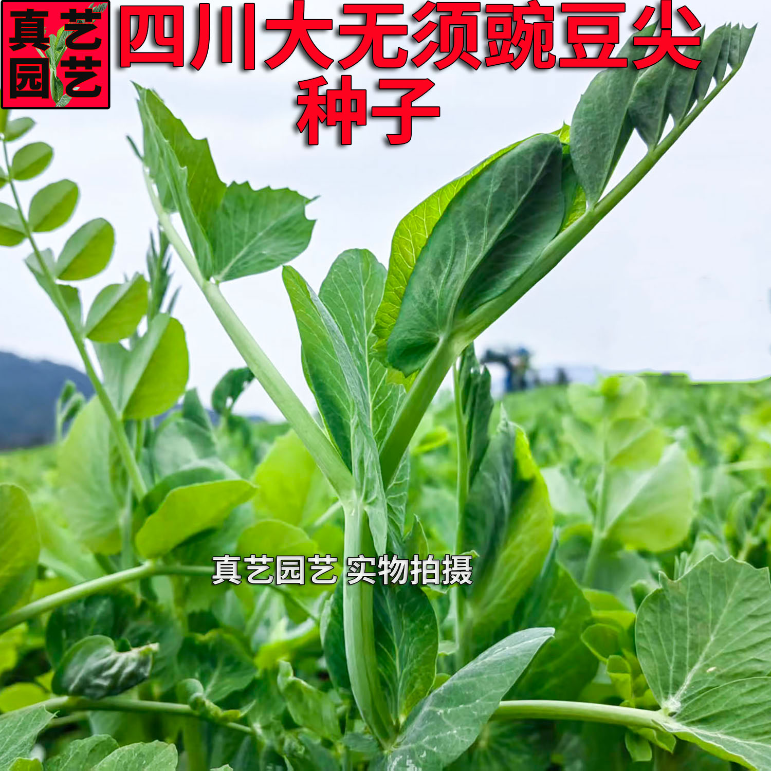 四川大无须豌豆尖种子豌豆苗籽