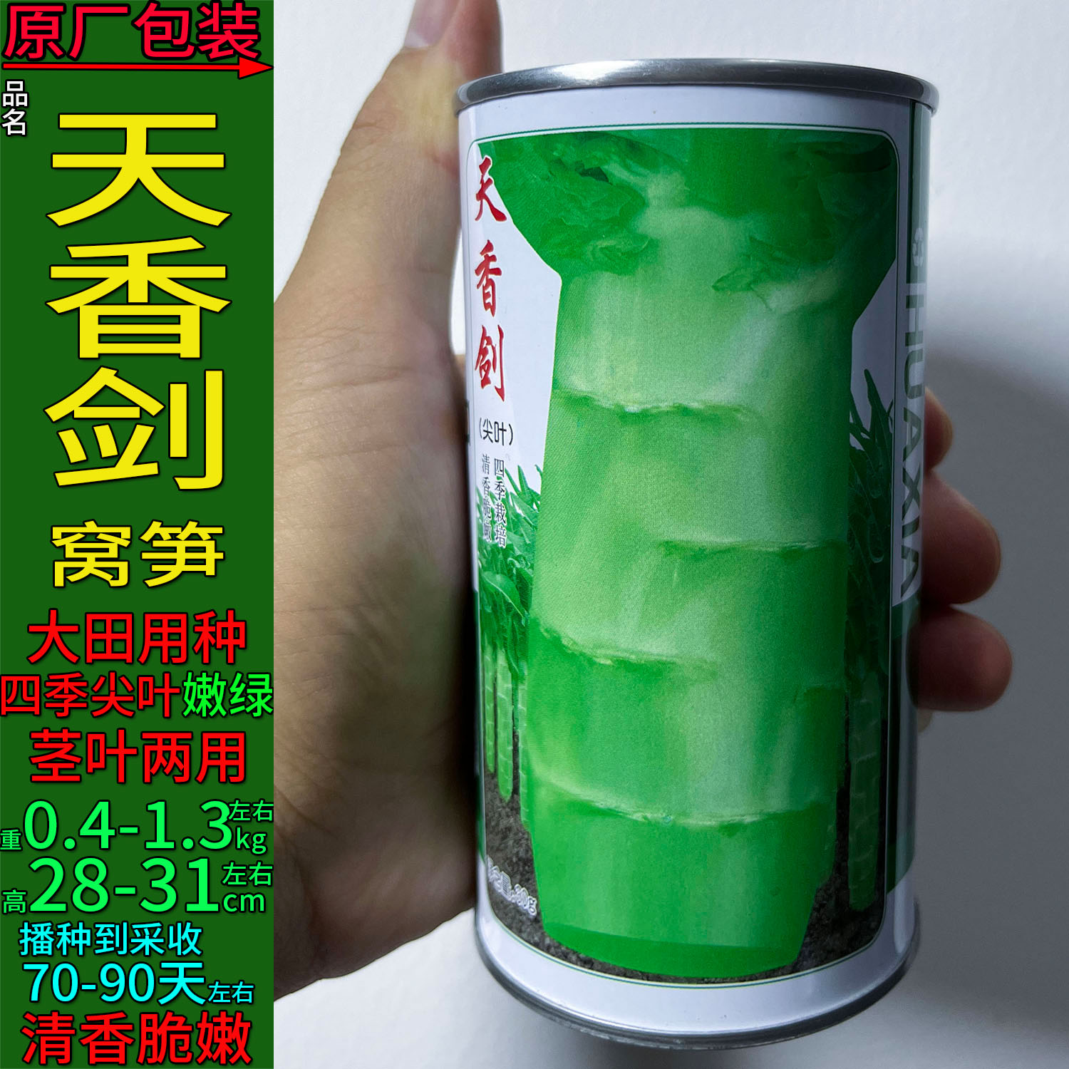 天香剑30g耐热莴笋种子杂交高产