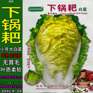 下锅耙10g四季蔬菜种子孑籽结球包心脆甜嫩火锅大白菜白梗菜白菜