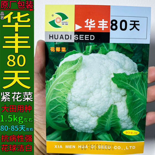 华丰80天紧白花菜椰花菜蔬菜种子