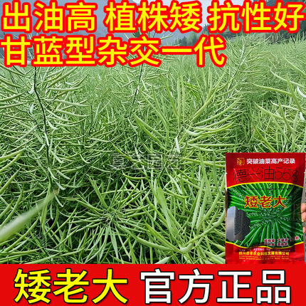 矮老大2026年榨油油油菜新种籽杂交油菜种子孑矮杆耐寒抗倒伏川油