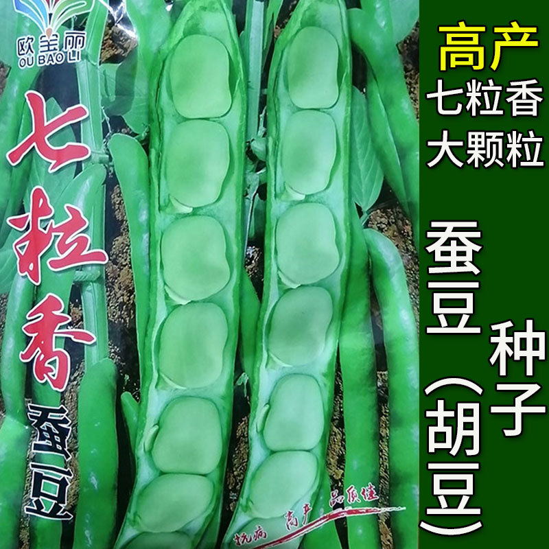 七粒香大蚕豆胡豆蔬菜种子孑籽南豆佛豆罗汉豆兰花豆坚豆大豆高产