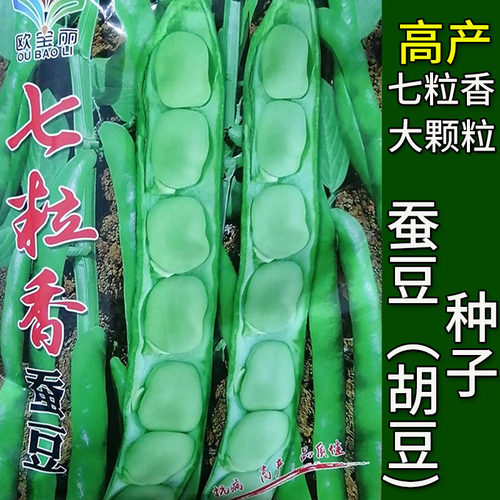 七粒香大蚕豆胡豆蔬菜种子孑籽