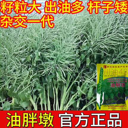 2026年油胖墩榨油油菜新种籽杂交油菜种子孑矮杆耐寒抗倒油菜川油