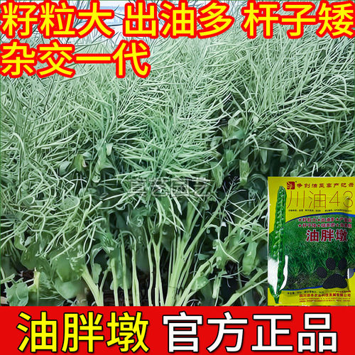 油胖墩榨油菜种子籽杂交高产川油