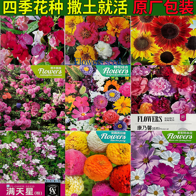 十种野花组合多彩向日葵桑格花翠菊太阳花花种子室外观赏花卉籽