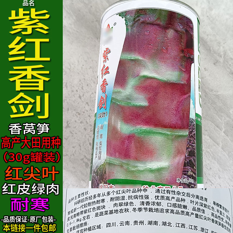 紫红香剑30g罐装耐寒莴笋种子