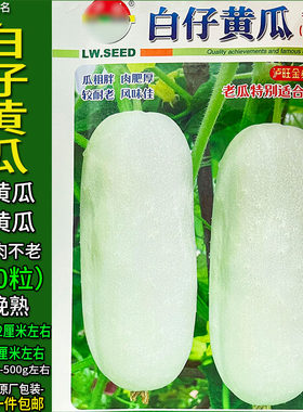 白仔黄瓜冬黄瓜土黄瓜300粒种子孑籽高产胡瓜刺王勤青唐春夏秋冬