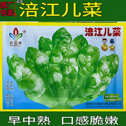 临江涪江儿菜儿子超生背儿抱儿娃娃菜母子芥菜榨菜泡菜酸菜种子籽