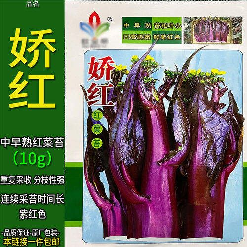 娇红红菜苔蔬菜种子孑籽红油菜薹