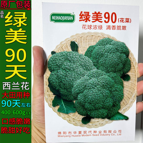 绿美90-西兰花种子孑籽青绿花菜