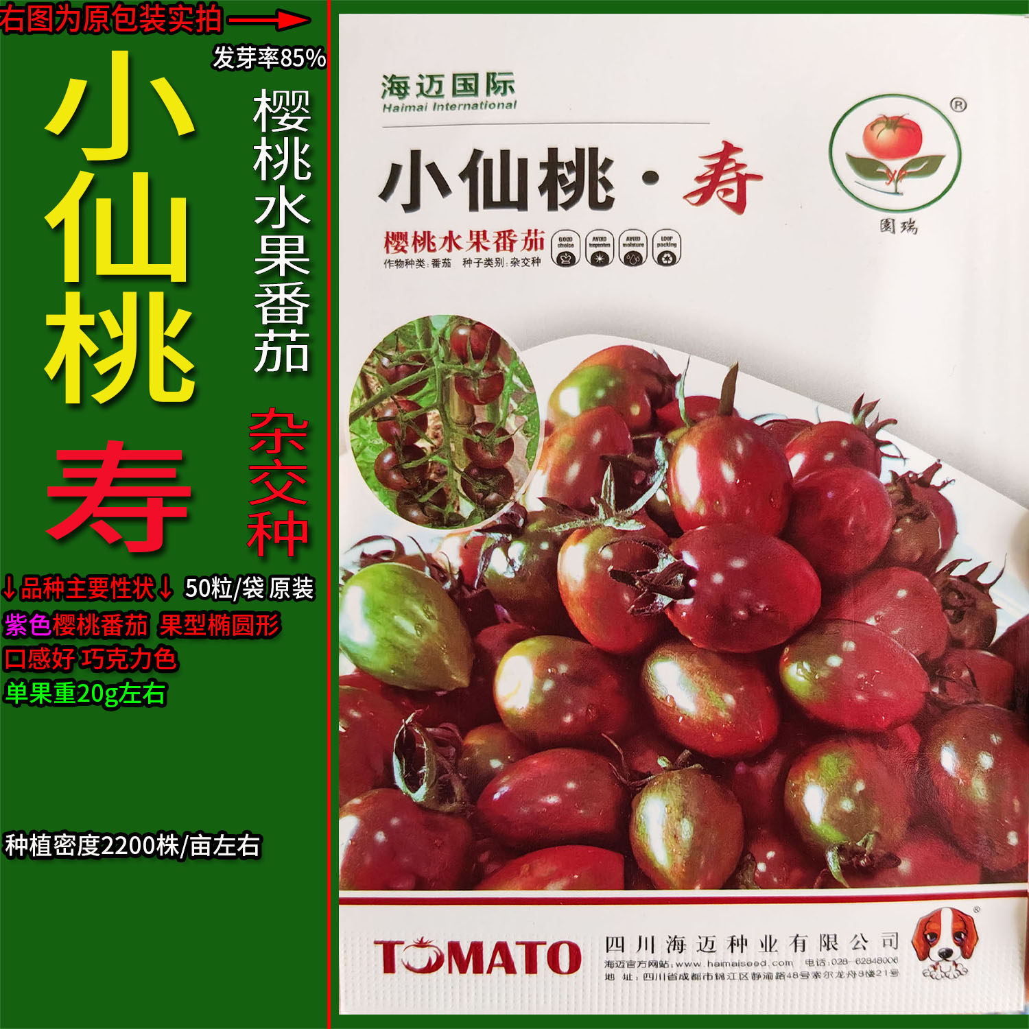 紫色巧克力水果樱桃番茄蔬菜种子