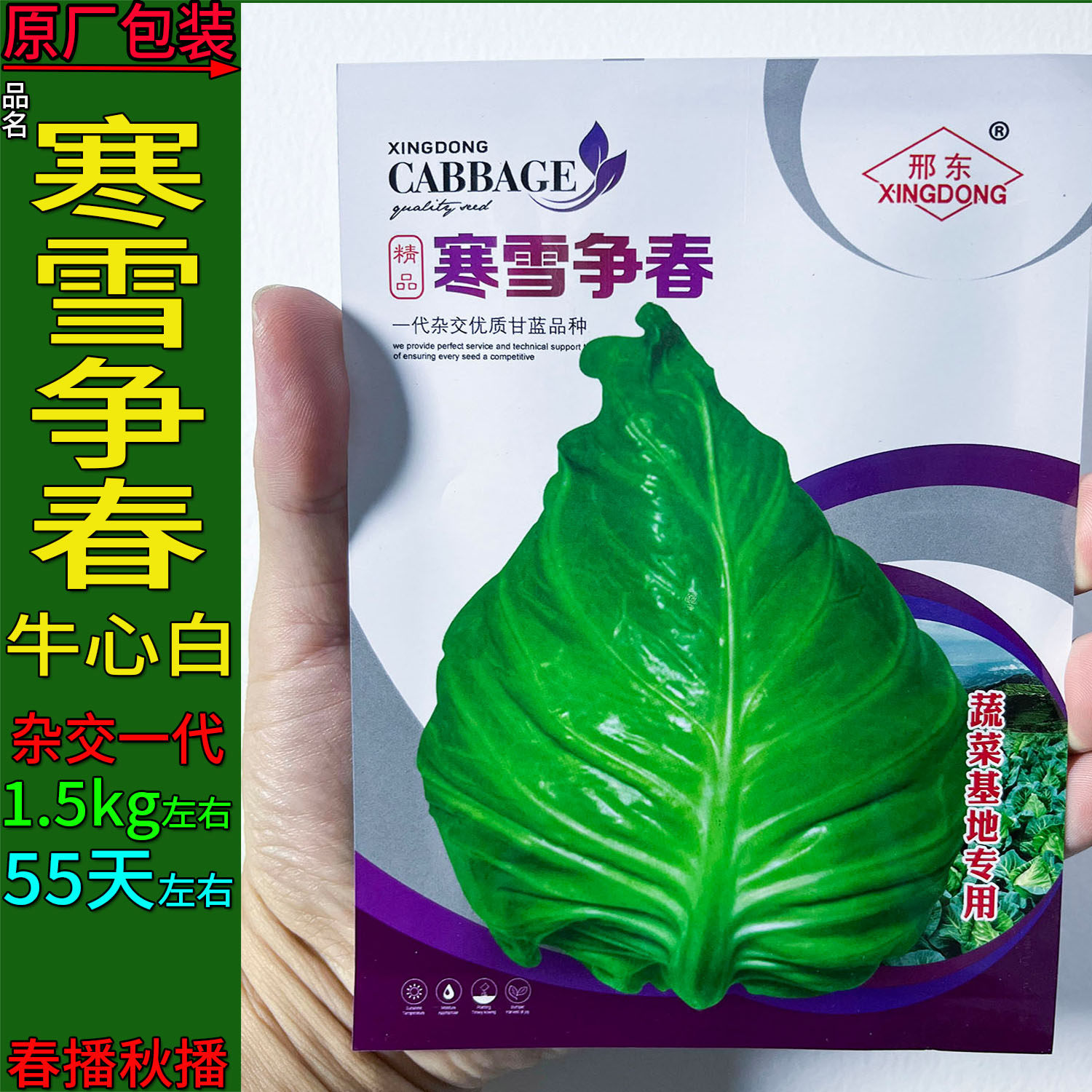 寒雪争春甘蓝牛心莲花白种子杂交