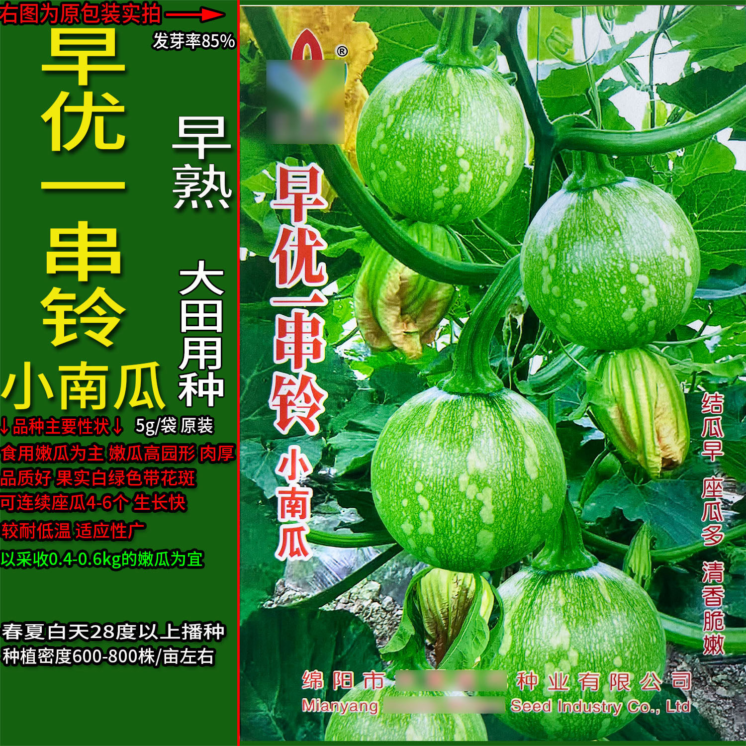 早优一串铃5g小圆南瓜倭瓜番瓜饭瓜种子孑籽高产番北瓜秘蜜本春夏