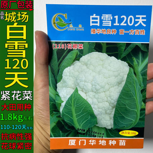 白雪花洋结球蔬菜种子紧花菜