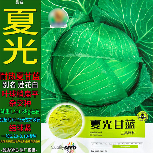 夏光耐热甘蓝莲花白种子70-75天
