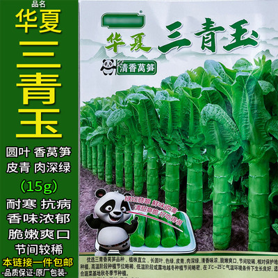 华夏三青玉15g耐寒香莴笋蔬菜种子孑籽皮青肉深绿别名青笋茎用莴
