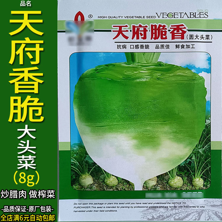 天府香脆8g大头菜蔬菜种子孑籽别名芥菜玉根芥菜疙瘩阳台盆栽庭院