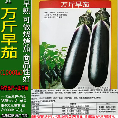 万斤早茄1000粒茄子蔬菜种子籽黑