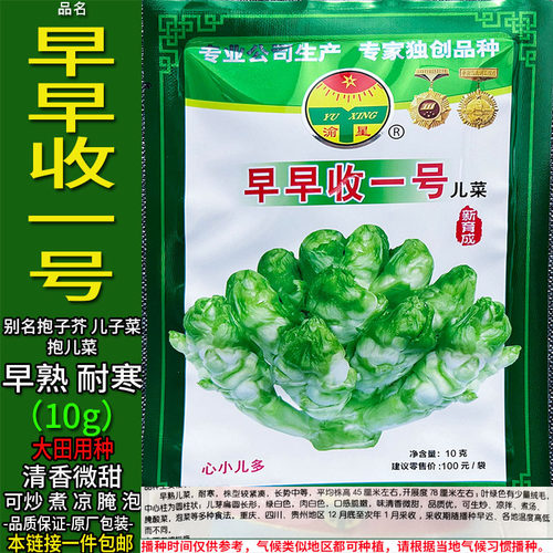 早早收一号10g早熟儿菜种子孑籽超生菜背儿菜抱儿菜娃娃菜母子菜