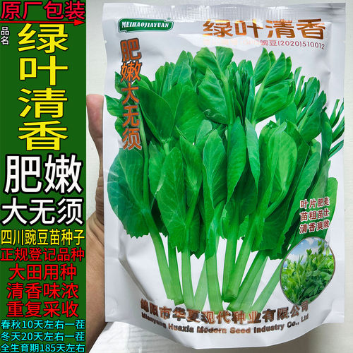 四川大胖无须豌豆尖苗龙蔬菜种子