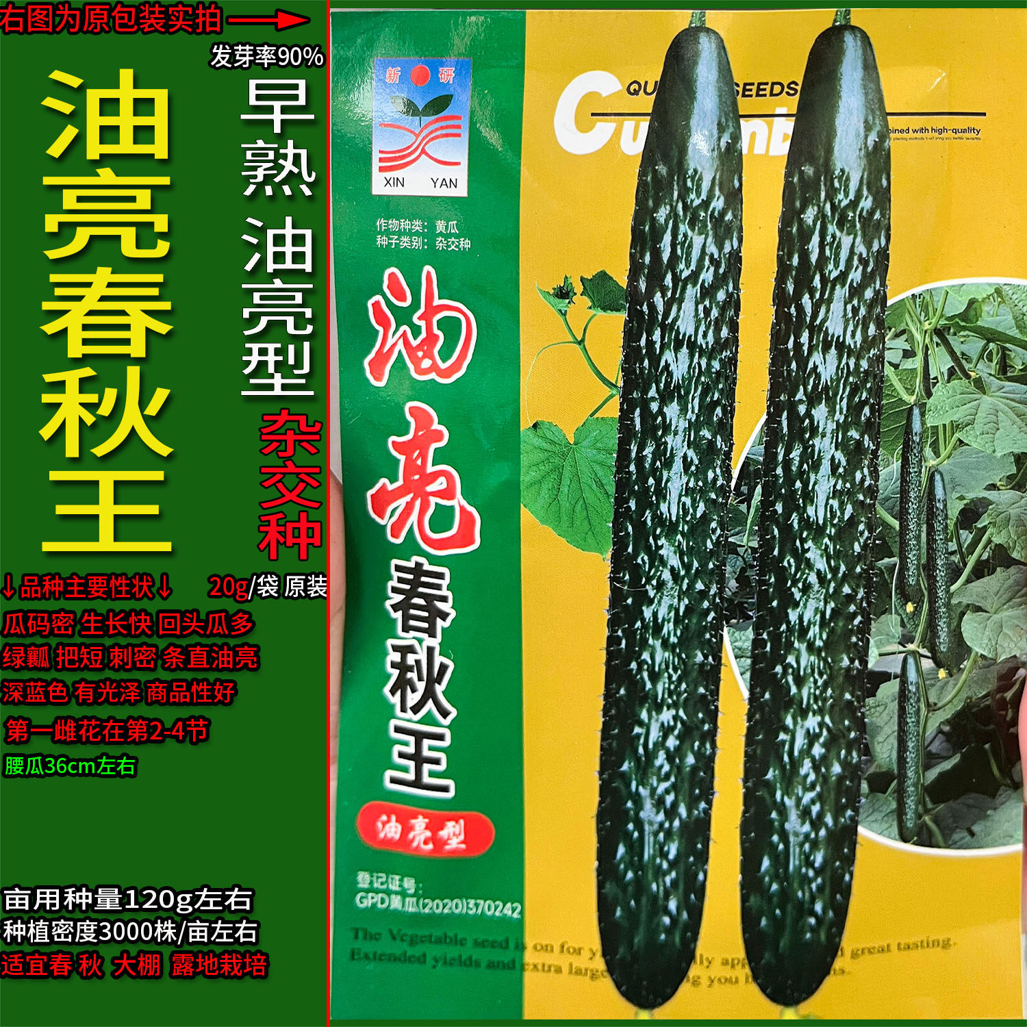 油亮春秋王型黄瓜青黄瓜蔬菜种子孑籽杂交高产胡瓜刺王勤青唐秋