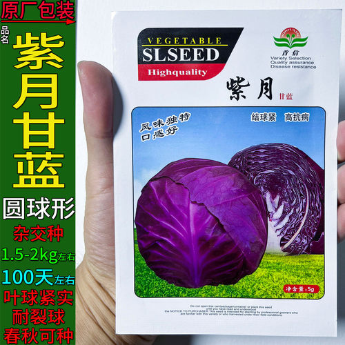 紫月甘蓝莲花白圆球形蔬菜种子