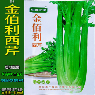 金伯利西芹蔬菜种子孑籽别名香芹药芹洋芹菜庭院盆栽阳台地上大田